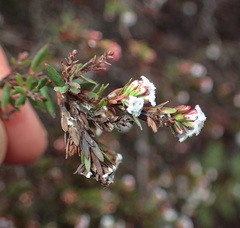 Leucopogon collinus