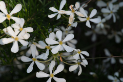 Ricinocarpos pinifolius