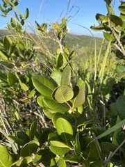 Eugenia sessiliflora