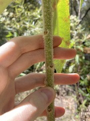 Astrotricha floccosa