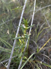 Hexasepalum apiculatum