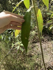 Astrotricha floccosa