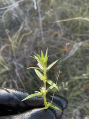 Hexasepalum apiculatum