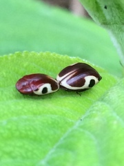 Chelonarium ornatum