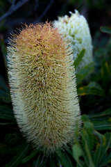 Banksia aemula