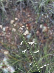 Bouteloua repens