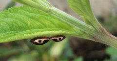 Chelonarium ornatum