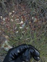 Bouteloua repens