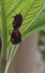 Chelonarium ornatum