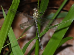 Hemigomphus theischingeri