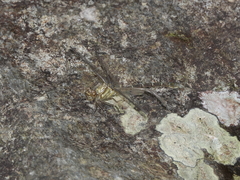 Hemigomphus theischingeri