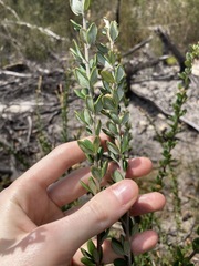 Leptospermum squarrosum