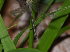 Hemigomphus theischingeri
