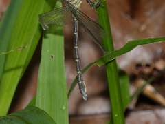 Hemigomphus theischingeri