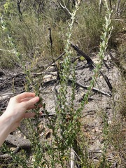 Leptospermum squarrosum