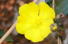 Hibbertia amplexicaulis