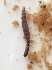 Raphidiinae