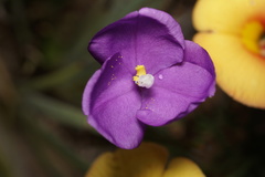 Patersonia pygmaea