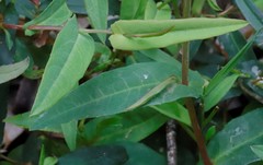 Hibbertia amplexicaulis
