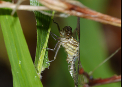 Hemigomphus theischingeri