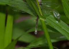 Hemigomphus theischingeri