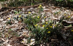 Hibbertia amplexicaulis