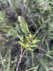 Euphorbia articulata