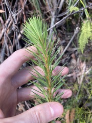 Pultenaea stipularis