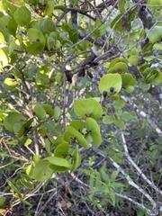 Dendropemon caribaeus