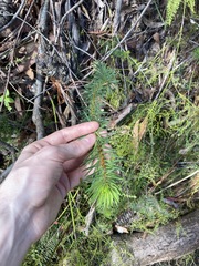 Pultenaea stipularis