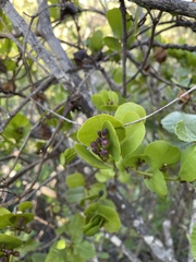 Dendropemon caribaeus