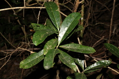Coelospermum paniculatum