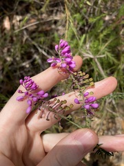 Comesperma ericinum
