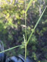 Setaria utowanaea