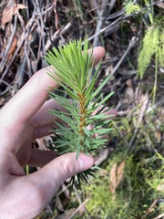 Pultenaea stipularis