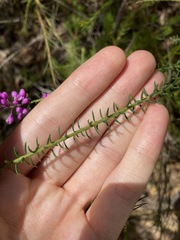 Comesperma ericinum
