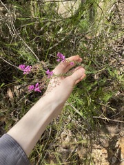 Comesperma ericinum