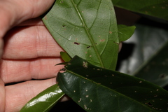 Coelospermum paniculatum