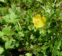Ranunculus orthorhynchus