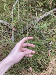 Chorizandra cymbaria