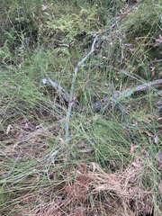 Chorizandra cymbaria