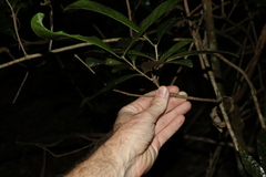 Coelospermum paniculatum
