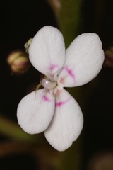 Stylidium crassifolium