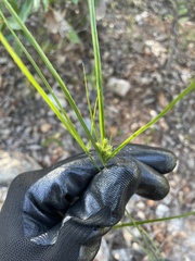 Cyperus aggregatus