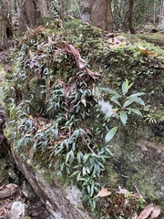 Pittosporum undulatum