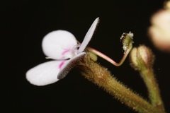 Stylidium crassifolium