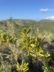 Badiera penaea