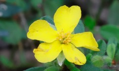 Hibbertia inconspicua