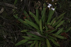 Stylidium crassifolium