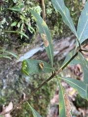Pittosporum undulatum